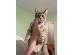 Adopt Clover a Brown Tabby Domestic Shorthair / Mixed (short coat) cat in