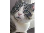 Adopt Howie a White Domestic Shorthair / Mixed (short coat) cat in Markham