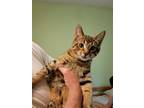 Adopt Leroy Brown a Brown Tabby Domestic Shorthair / Mixed (short coat) cat in