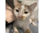 Adopt Peaches a Orange or Red Domestic Shorthair / Mixed cat in Hanna City