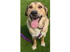 Adopt Beezus a Tan/Yellow/Fawn Anatolian Shepherd / Collie / Mixed dog in Valley