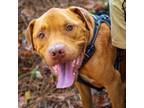 Adopt Sugar Bear a Labrador Retriever / Hound (Unknown Type) / Mixed dog in