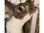 Adopt Rascal a Other/Unknown rabbit in Mattawan, MI (38820143)