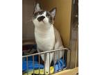 Adopt Fenu a Snowshoe / Mixed cat in San Antonio, TX (38742741)