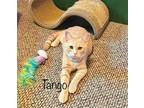Adopt Tango a Domestic Mediumhair / Mixed cat in Libertyville, IL (38831096)