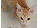 Adopt George a Orange or Red (Mostly) Domestic Mediumhair / Mixed cat in San