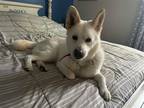 Adopt Daisy ~ (came in with Brody) a White German Shepherd Dog / Mixed dog in