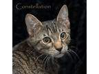 Adopt Constellation a Gray, Blue or Silver Tabby Domestic Shorthair / Mixed cat