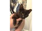 Adopt Carolina a Domestic Shorthair / Mixed cat in Camden, SC (38864930)