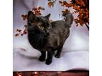 Adopt Mr. Laurens a Domestic Shorthair / Mixed cat in Camden, SC (38864927)