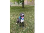 Adopt Diesel a American Pit Bull Terrier / Mixed dog in Grand Forks