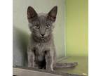 Adopt EMERALD a Gray or Blue Domestic Shorthair / Mixed cat in Pt.