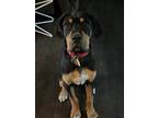 Adopt Scout a Tan/Yellow/Fawn Black and Tan Coonhound / Mixed dog in Florissant
