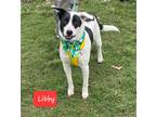 Adopt Libby a White Border Collie / Mixed dog in Florissant, MO (38742055)