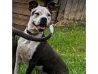 Adopt Grace (Stacey) a Gray/Silver/Salt & Pepper - with Black Mixed Breed