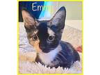 Adopt Emmy (FCID# 06/08/2023-149) a Calico or Dilute Calico Calico / Mixed