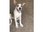 Adopt Johnnie a Red/Golden/Orange/Chestnut - with White Beagle / German Shepherd