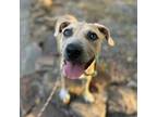 Adopt Kendra Scott a Tan/Yellow/Fawn Pit Bull Terrier / Mixed dog in Dallas