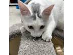 Adopt Snapdragon a White (Mostly) Domestic Shorthair / Mixed (short coat) cat in
