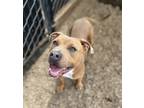 Adopt Rowan a Pit Bull Terrier / Mixed dog in Napa, CA (38895983)