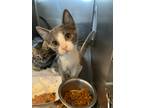 Adopt Cryptic a Domestic Shorthair / Mixed cat in Cleveland, TN (38858196)