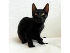Adopt Firefly a All Black Domestic Shorthair / Mixed cat in Galveston