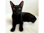 Adopt Junebug a All Black Domestic Shorthair / Mixed cat in Galveston