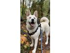 Adopt Casper a Husky / Mixed dog in Burnaby, BC (38642929)