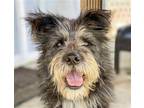 Adopt Noel a Terrier (Unknown Type, Medium) / Mixed dog in San Ramon