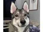 Adopt Misha a Jindo / Mixed dog in San Ramon, CA (38819756)