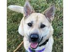 Adopt Loa a Shepherd (Unknown Type) / Jindo / Mixed dog in San Ramon