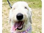 Adopt Songi a English Sheepdog / Mixed dog in San Ramon, CA (38862876)