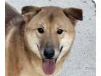 Adopt Nuri a Jindo / Mixed dog in San Ramon, CA (38862874)