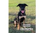 Adopt Kalamata, an Olive Pup a Shepherd (Unknown Type) / Mixed dog in Wilson