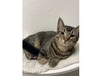 Adopt Winnie 4027 a Domestic Shorthair / Mixed cat in Vista, CA (38726304)