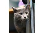 Adopt Daya a Gray or Blue Russian Blue / Domestic Shorthair / Mixed cat in