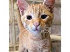 Adopt Gecko a Orange or Red Domestic Shorthair / Domestic Shorthair / Mixed cat
