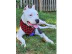 Adopt Tina a White Mixed Breed (Large) / Mixed dog in West Chester