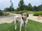 Adopt Kosovo Leo a Hound (Unknown Type) / Mixed dog in Raleigh, NC (38679679)