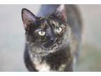 Adopt Big Momma a All Black Domestic Shorthair / Domestic Shorthair / Mixed cat