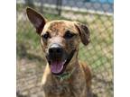 Adopt Wildflower a Brindle Mixed Breed (Large) / Mixed dog in Jacksonville