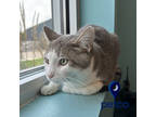 Adopt Granger a Gray or Blue Domestic Shorthair / Domestic Shorthair / Mixed cat