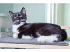 Adopt Dayton a Domestic Short Hair, American Bobtail