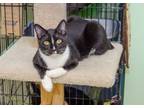 Adopt Diego a Domestic Short Hair, American Bobtail