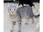 Adopt Jonah a Domestic Short Hair