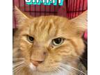 Adopt Jimmy a Orange or Red (Mostly) Domestic Longhair cat in Burlington