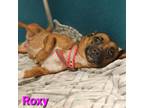 Adopt Roxy a Brown/Chocolate Terrier (Unknown Type, Medium) dog in Burlington