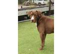 Adopt Prime a Brown/Chocolate Labrador Retriever / American Pit Bull Terrier /