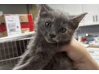 Adopt Summit a Gray or Blue Domestic Shorthair / Domestic Shorthair / Mixed cat