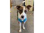 Adopt Alice a Pit Bull Terrier / Mixed dog in Norman, OK (38825310)